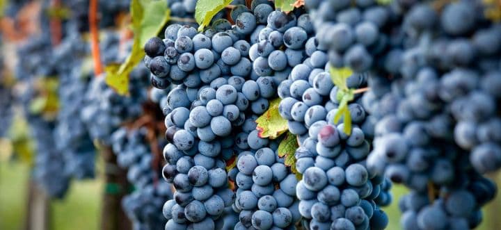 Walter Speller on demand from buyers for Sangiovese RESET 2