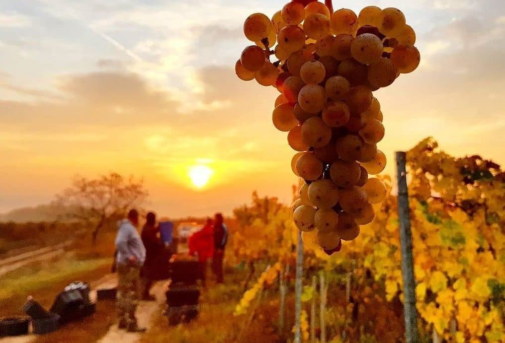 Why Hungarian wine is set for a new dawn