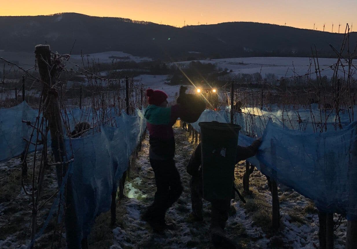 Mosel’s Markus Molitor on the skill of making Eiswein