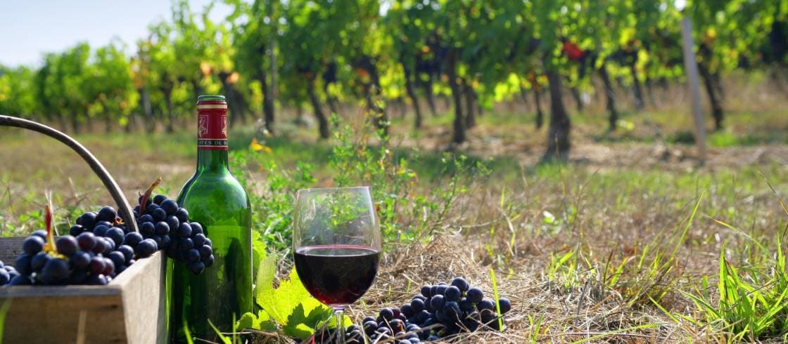 Chance to discover gems from across France at new VIN tasting