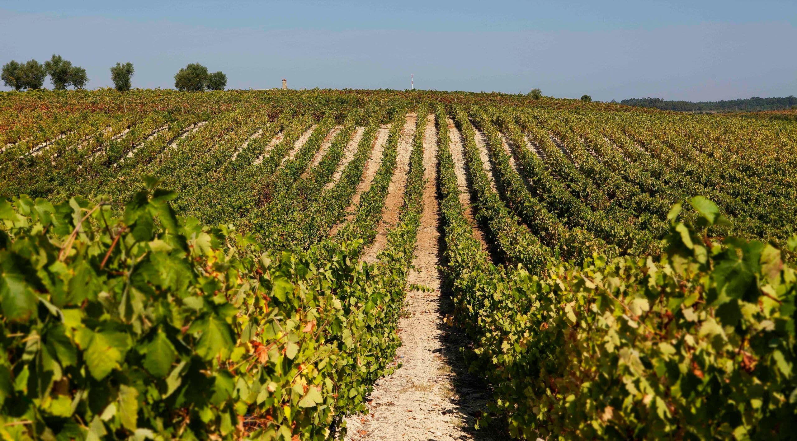 The Magnificent Seven: our pick of Bairrada producers for your list