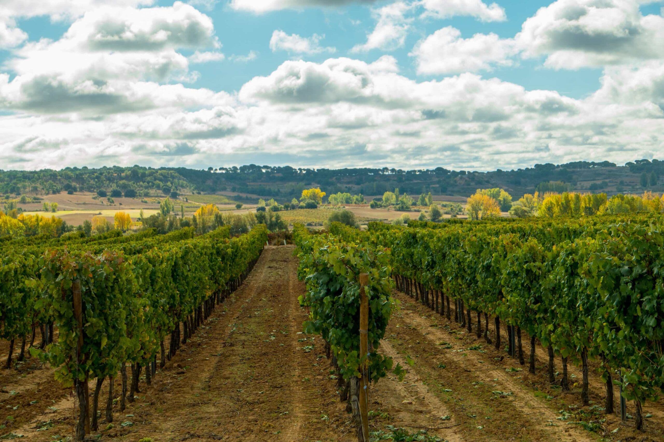 Ribera del Duero campaign for wineries seeking distribution