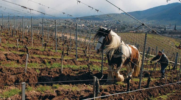 Why Domaine Zind Humbrecht is a jewel in the Gonzalez Byass crown