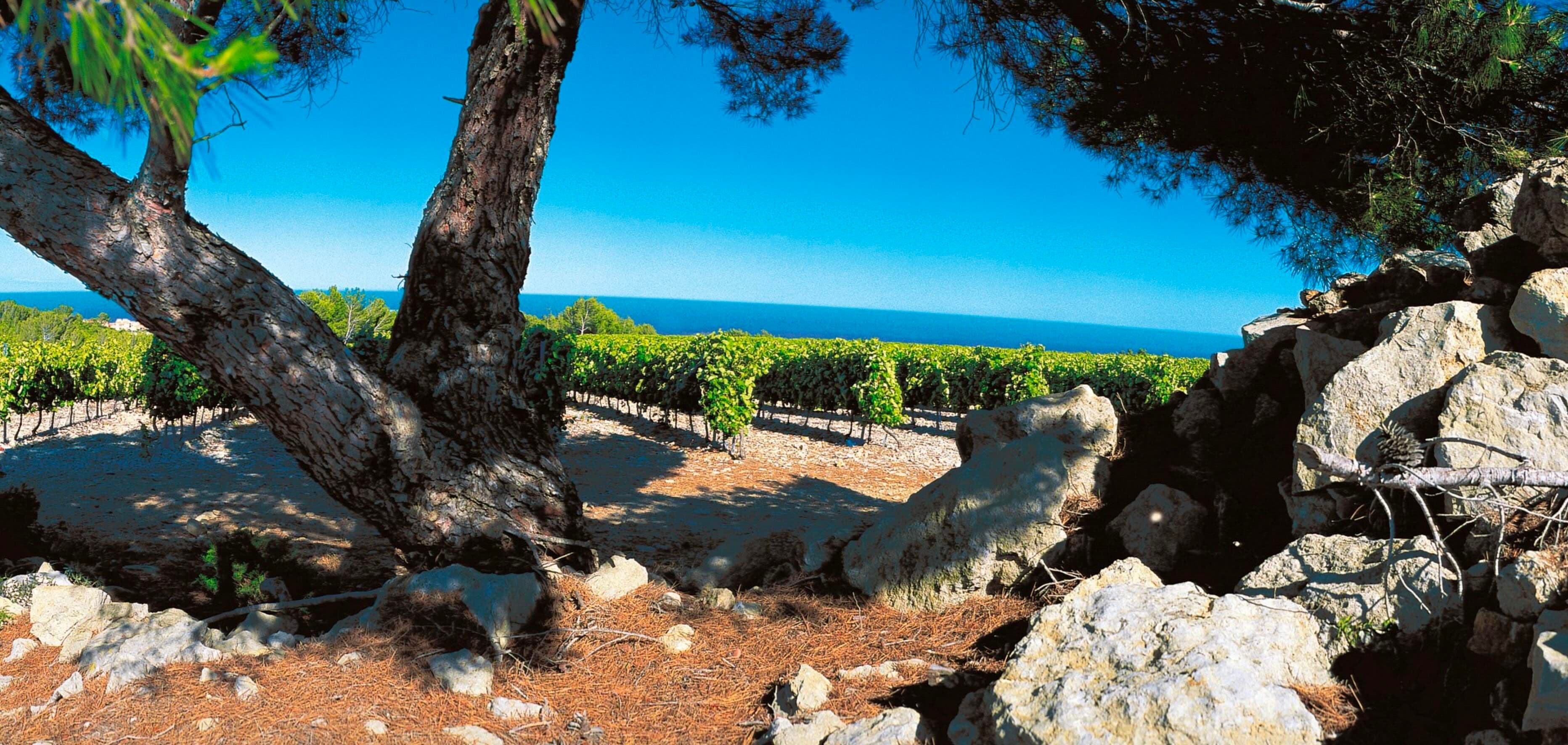 Wine buyers on why the Pays d’Oc IGP is the gift that keeps on giving