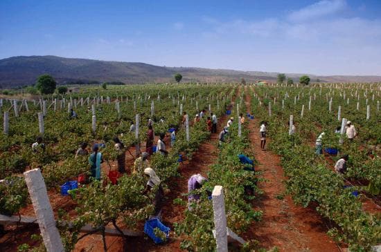 New and old shine in IWSC’s Southern Hemisphere awards