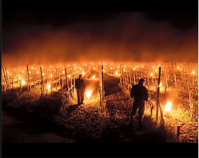 How frost damage exposes cracks in the wine supply chain
