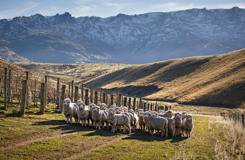 Where next for New Zealand as global demand increases?