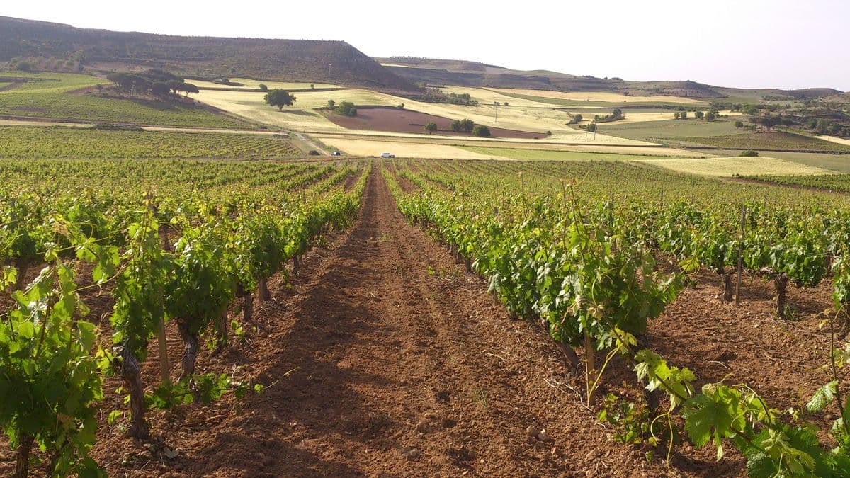 Tasting Tim Atkin’s 12 top Ribera del Duero from 2012 and 2014