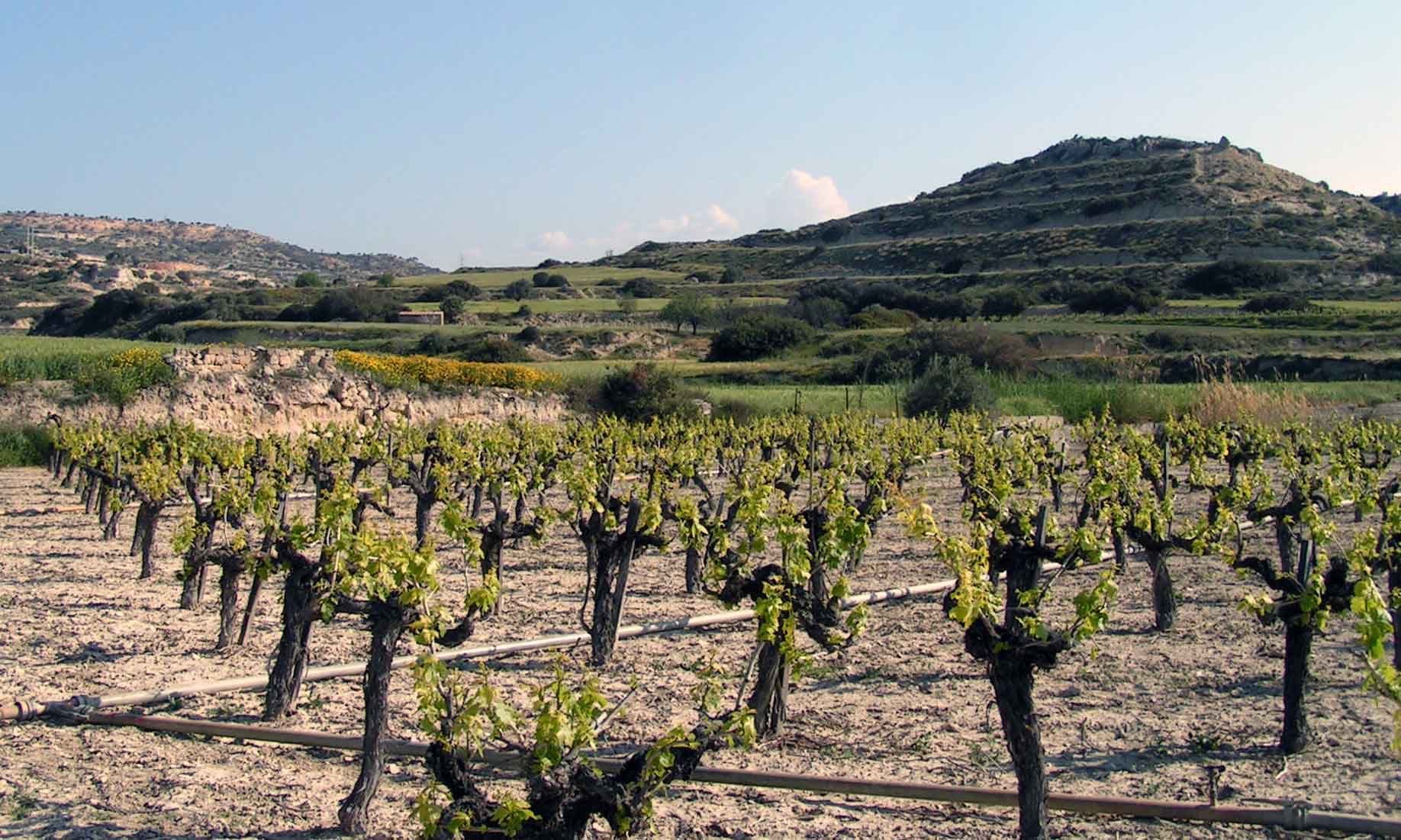Buyer on the road: Why Cypriot wine can now be taken seriously