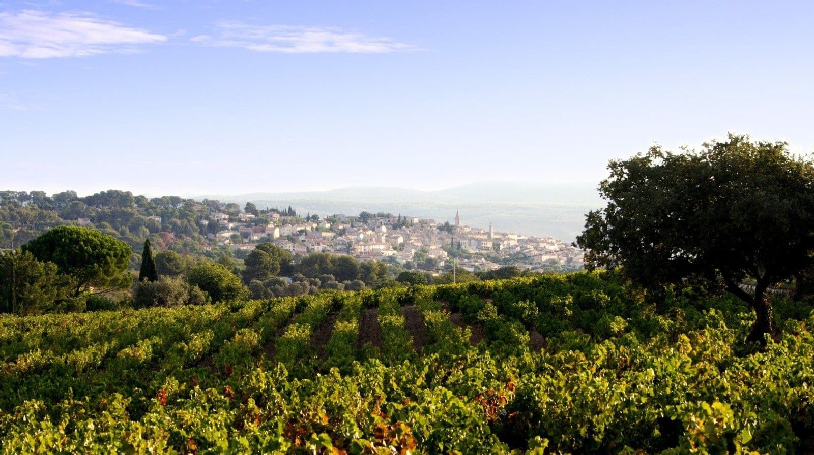Elizabeth Gabay MW on the unique qualities of Bandol Rosé