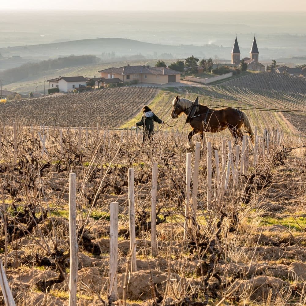Inter Beaujolais’ new MD Bossan-Redon on a year of change