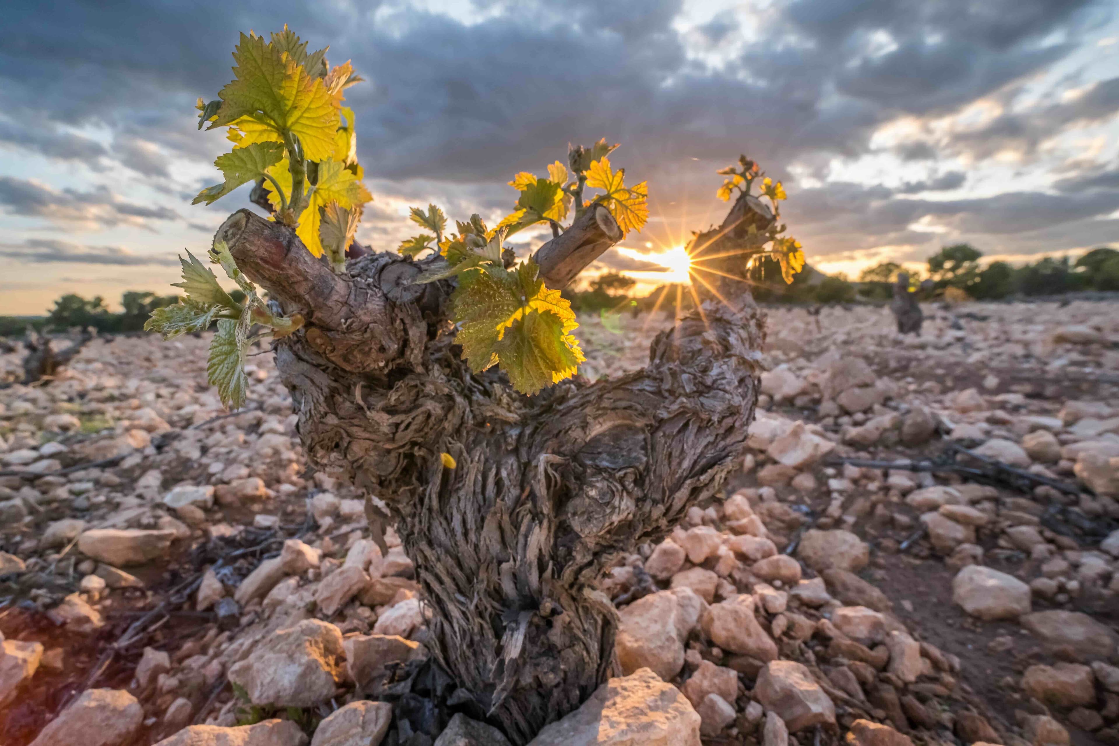 How can Murcia wines claim the recognition that they deserve?