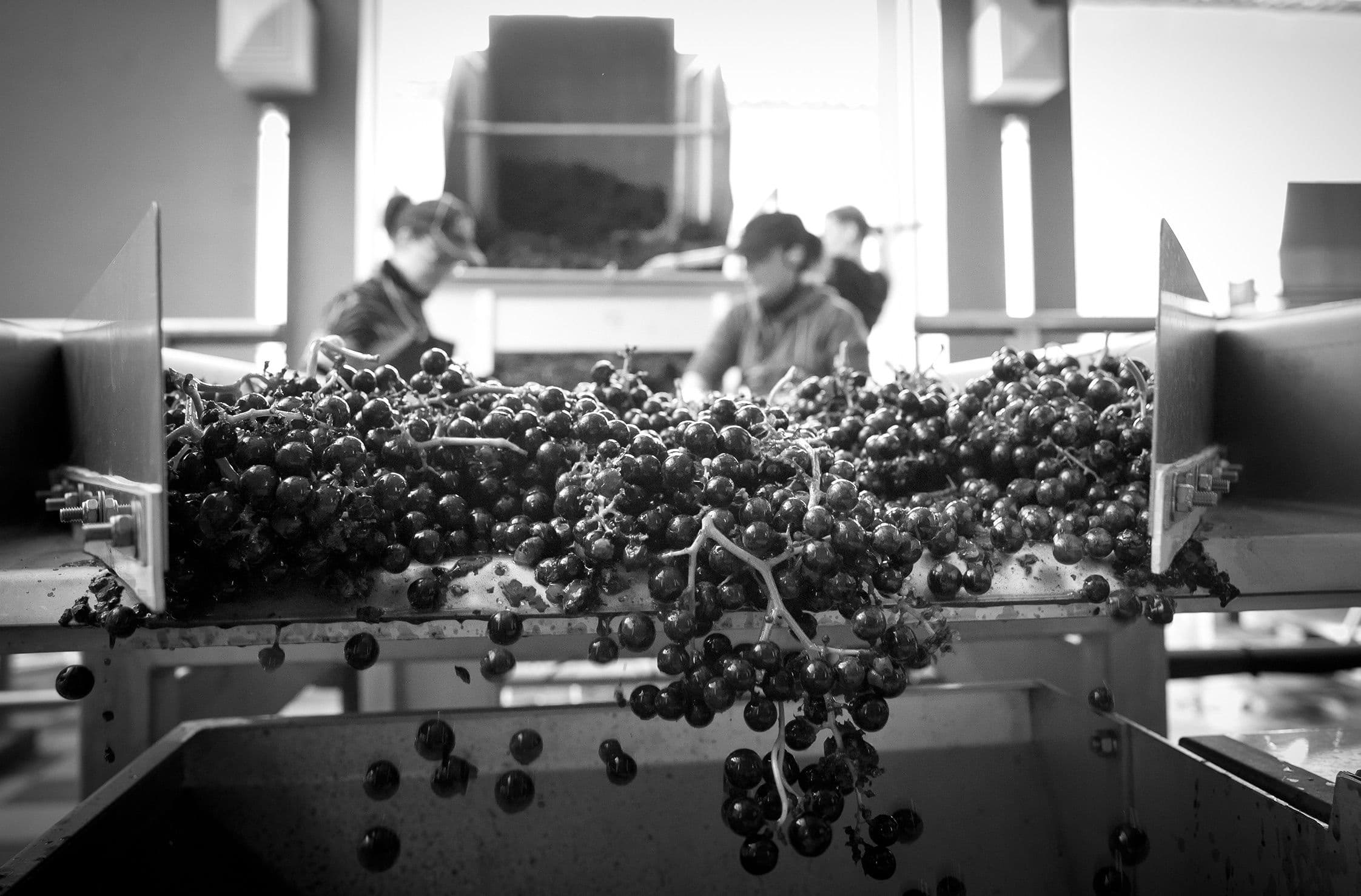 Joss Fowler: Is 2016 Bordeaux’s greatest vintage of the century?
