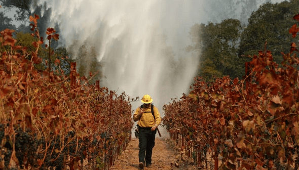 Climate change: how the wine industry is tackling the challenge