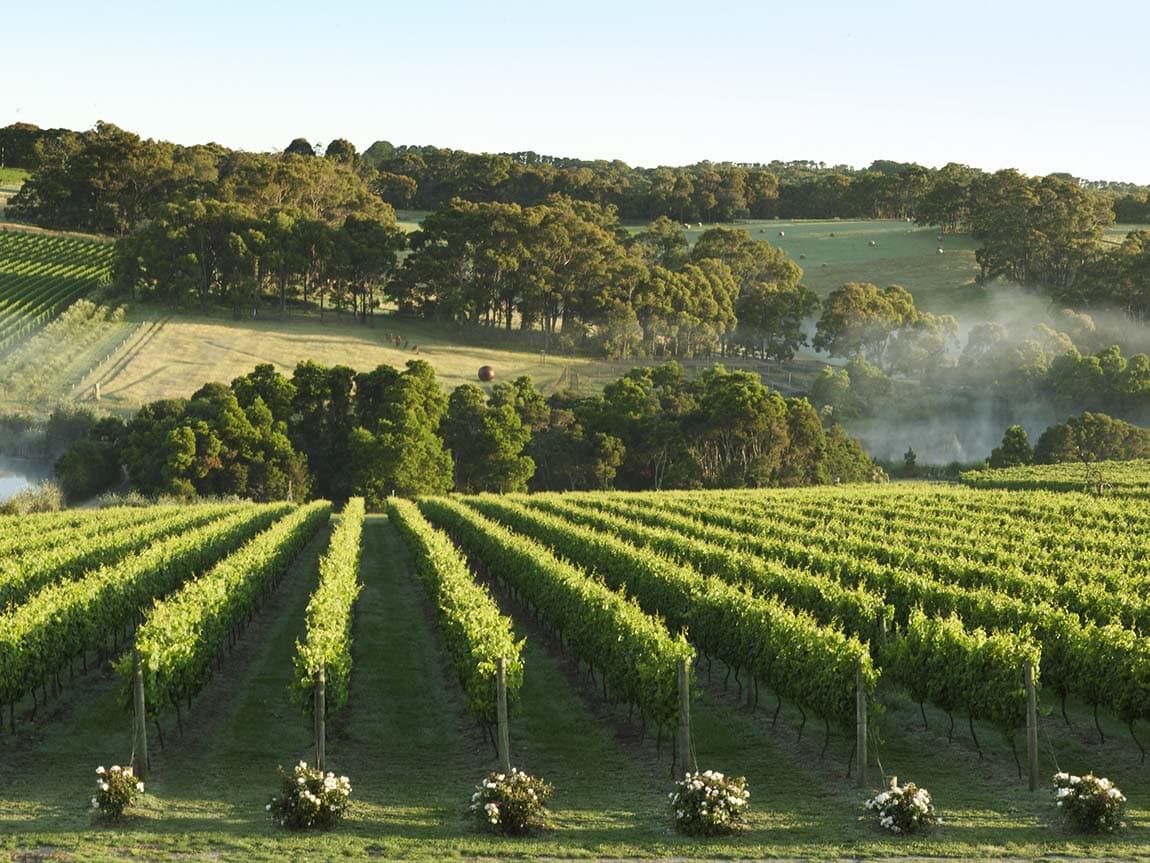 Justin Keay assesses the wines of Australia’s Mornington Peninsula