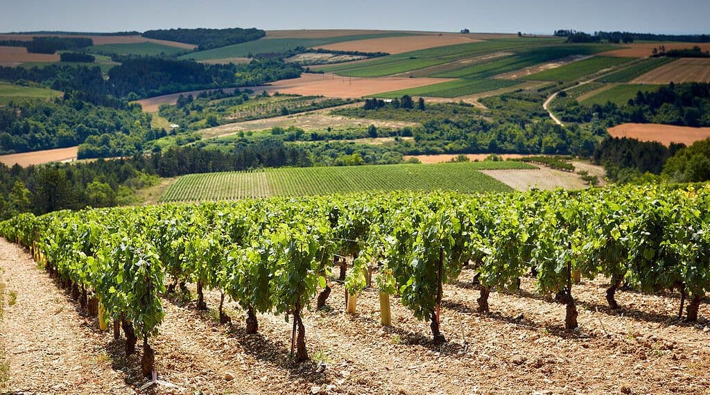 Bourgogne Week Q&A: Louis Latour and Simonnet-Febvre
