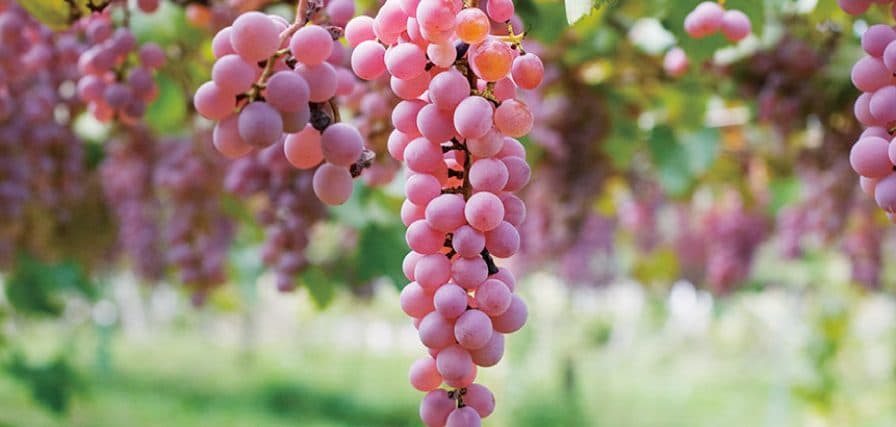Mike Turner: Koshu of Japan targets premium on-trade