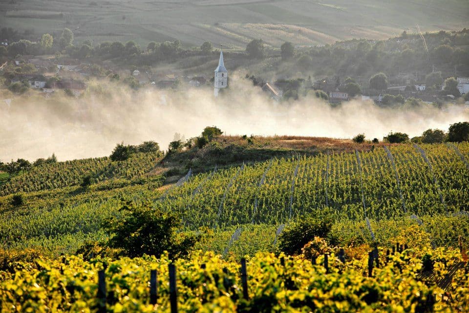 Cutting to the chase with Premium Wines of Romania