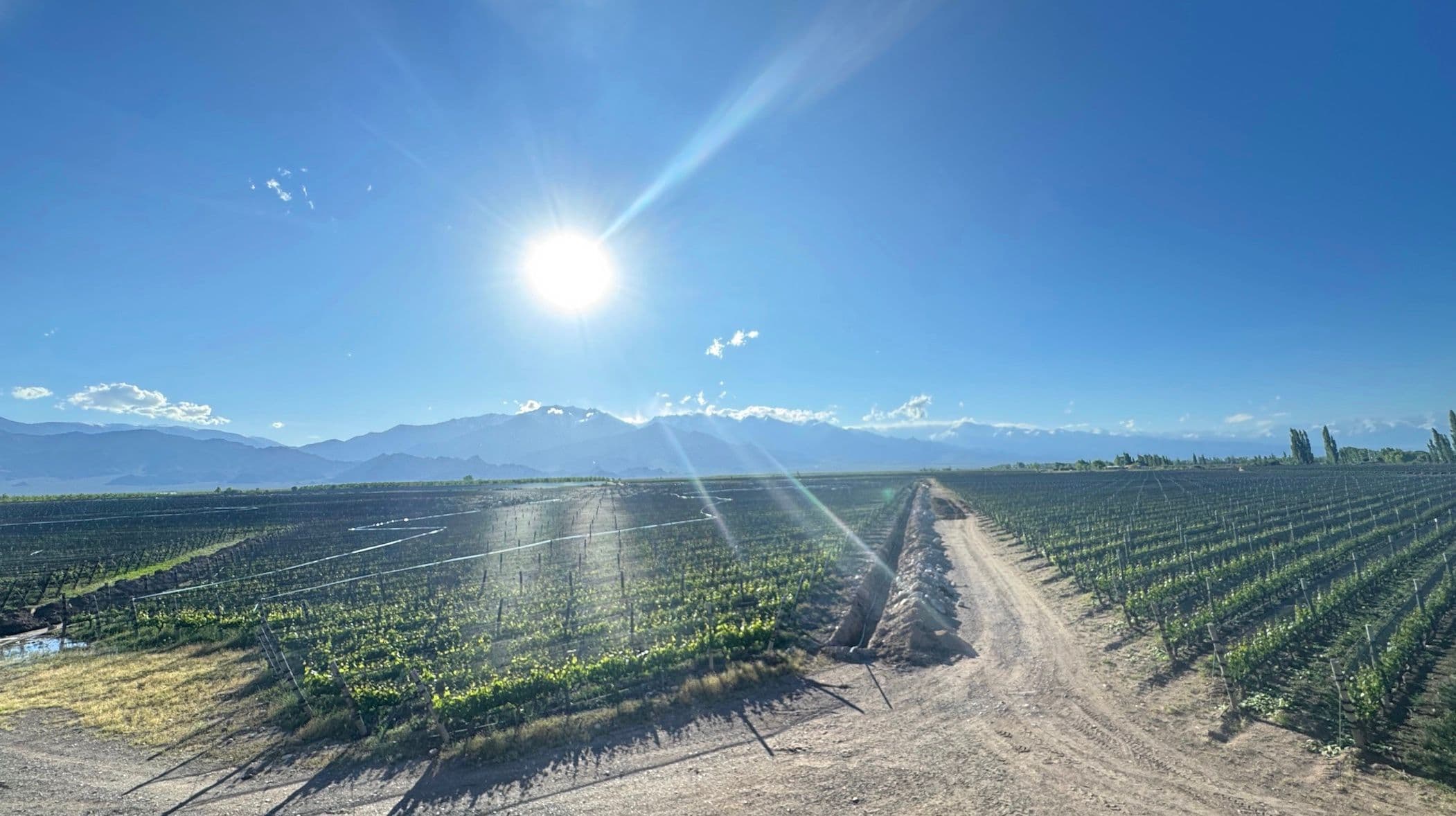 Argentina Report 4: How Argentina is making world class white wines