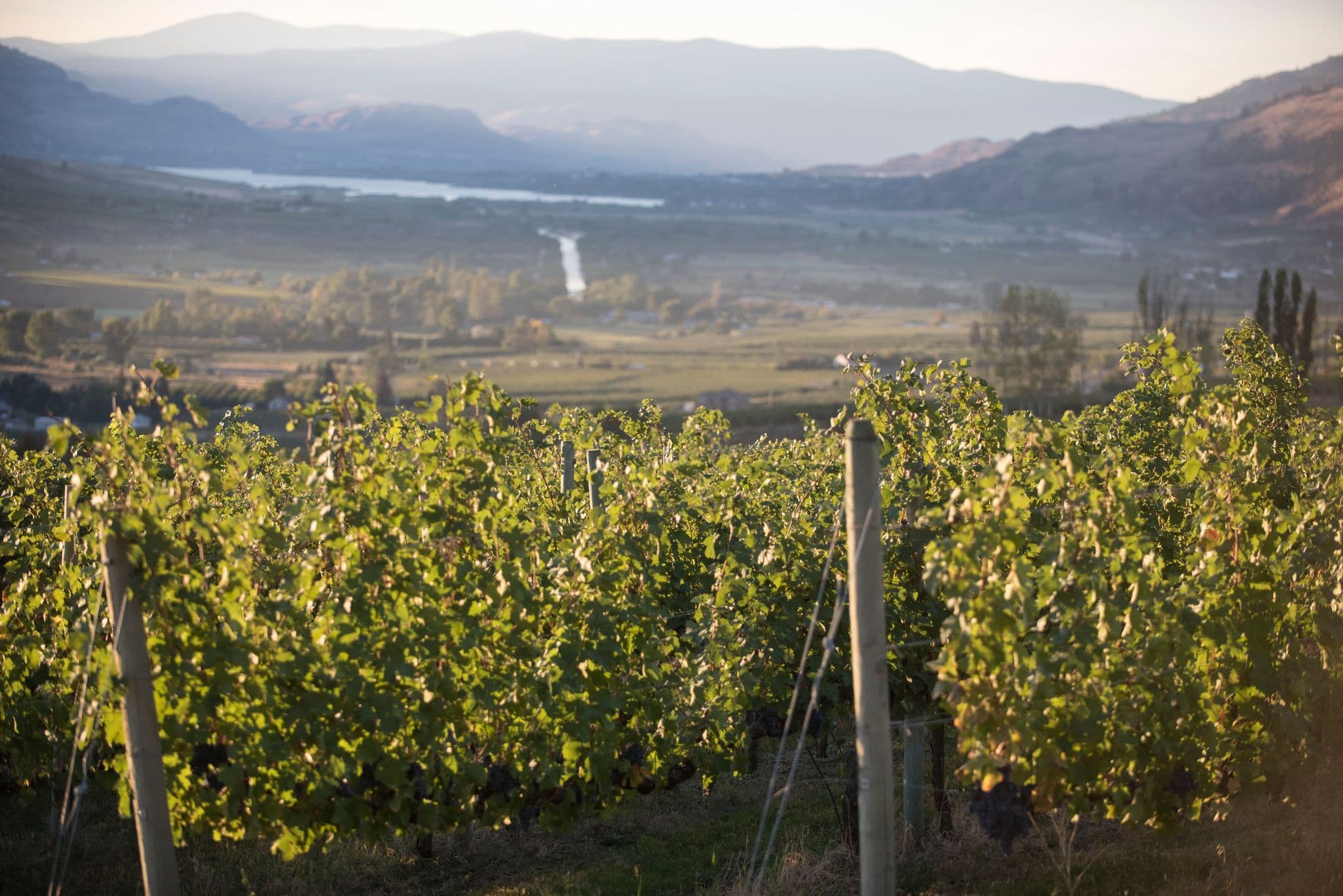 Iconic Wineries’ Paul Beavis on ‘Next World’ Canadian wine