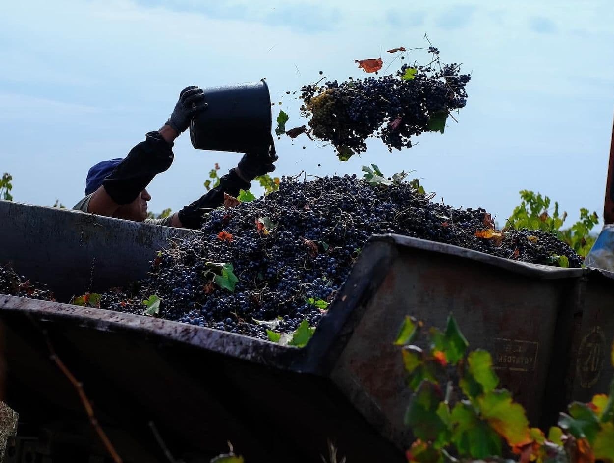 How Ukraine has tamed the "wild horse” Odesa Black grape variety