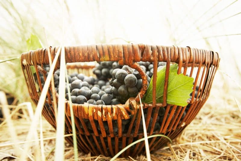 Roger Jones: Mornington Peninsula Pinot Noir is world class
