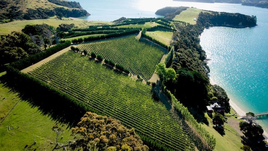 Man O’War’s McTavish: making provocative wines for sommeliers
