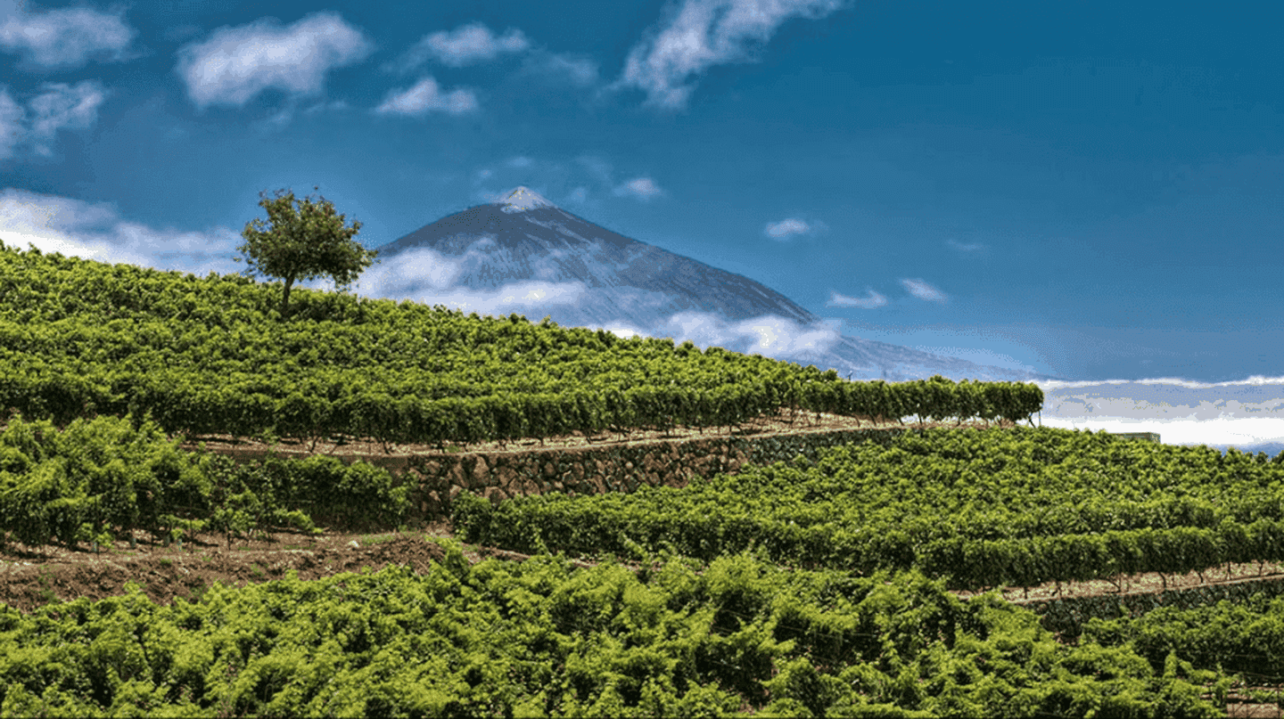 The Buyer on the Road: Journey to the centre of Tenerife