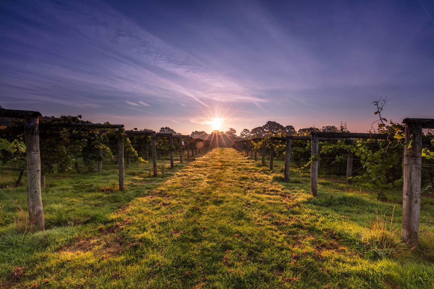 How British wine offers a ray of hope in summer of discontent