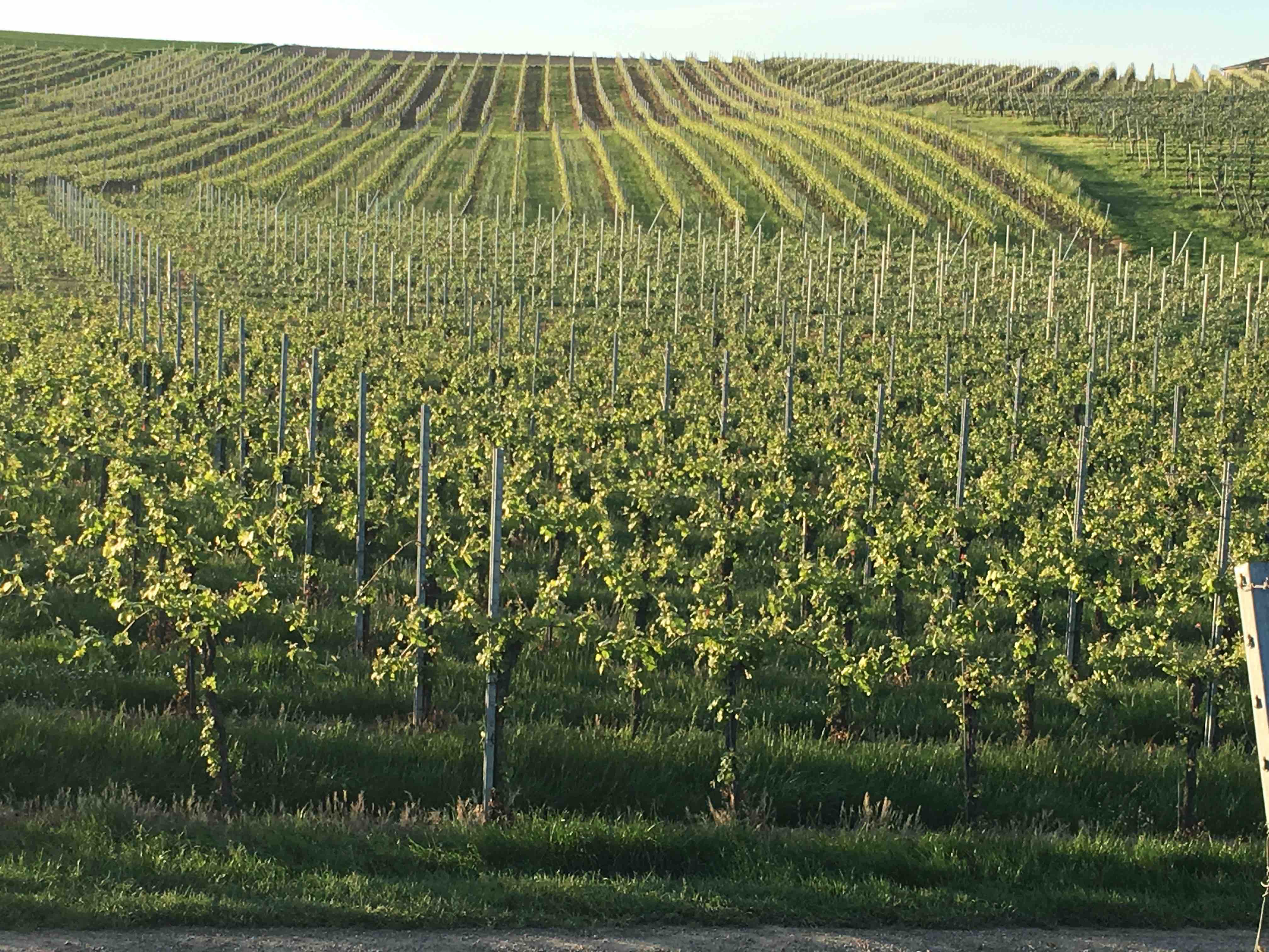 The ‘other grapes’ of Germany part 2: food-pairing tips