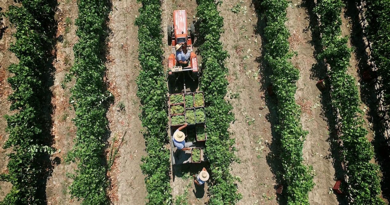 Why Greek wineries are well set to cash in on an economic revival