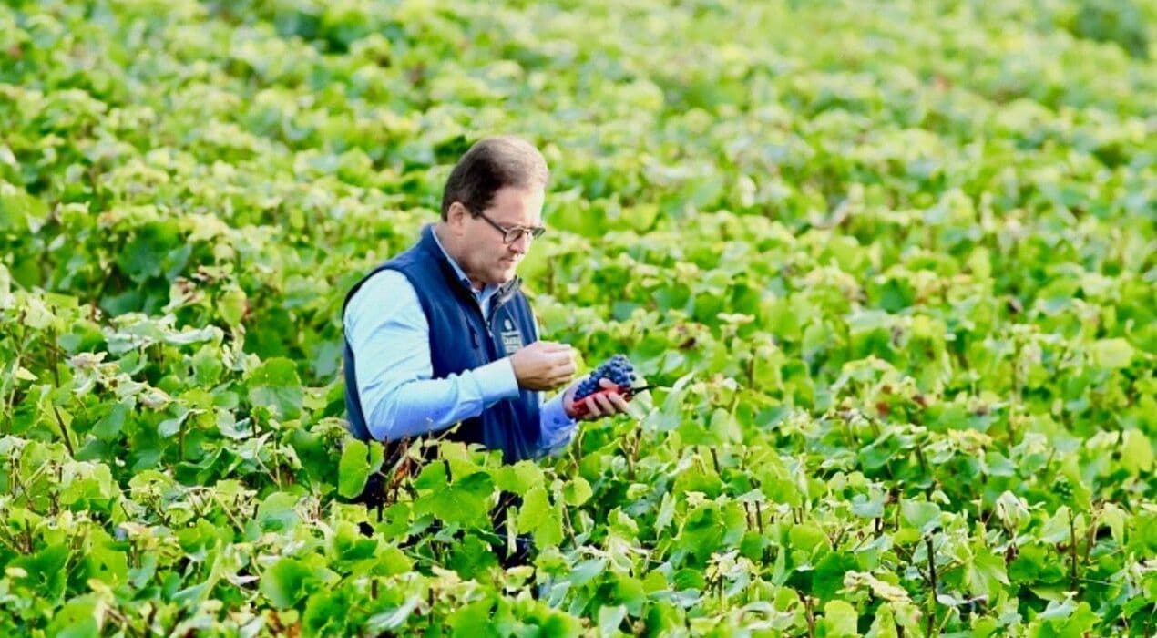 Understanding the DNA of Blanc des Millénaries 2006