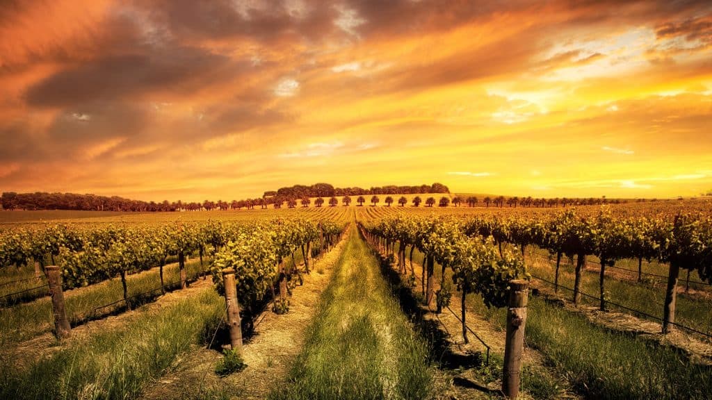 Insight: Why Australia’s future lies in its premium wines and styles