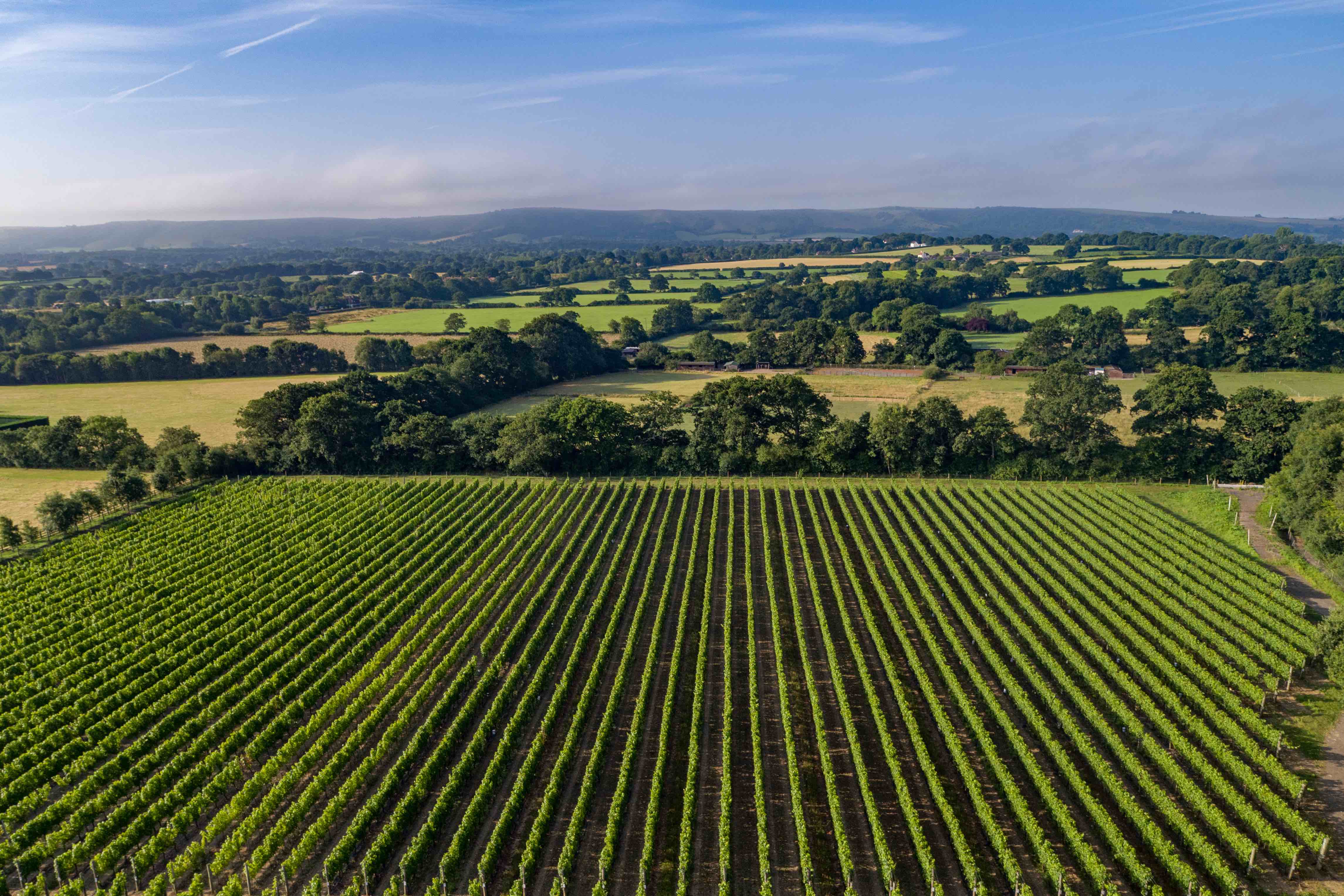 WineGB’s Julia Trustram Eve: the future looks better and better