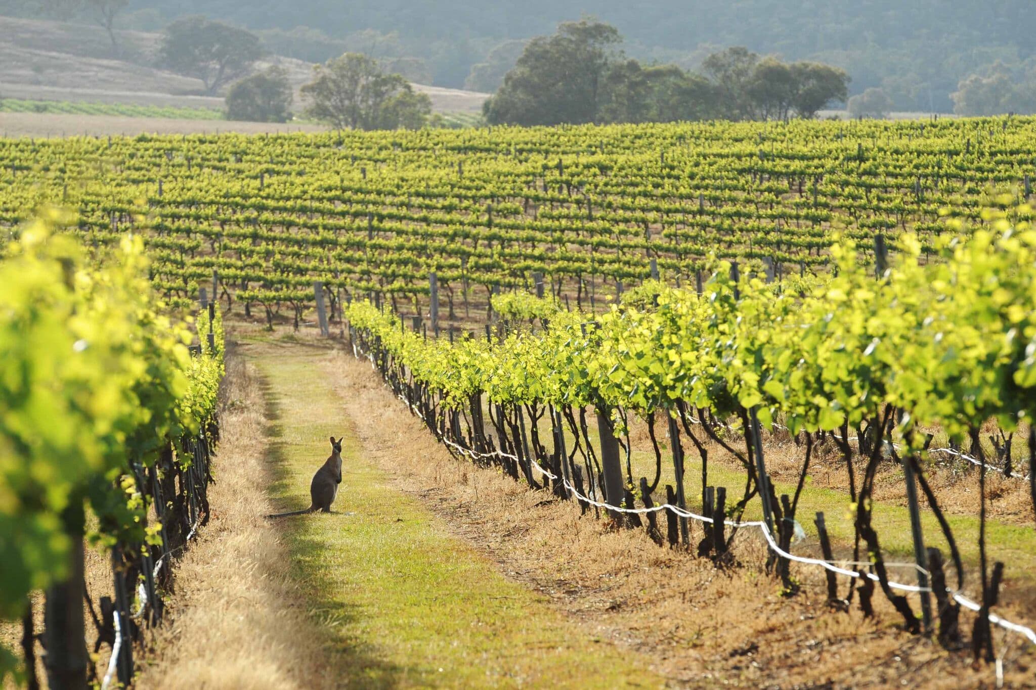 On the road: we visit Mudgee, an Aussie region worth re-appraising