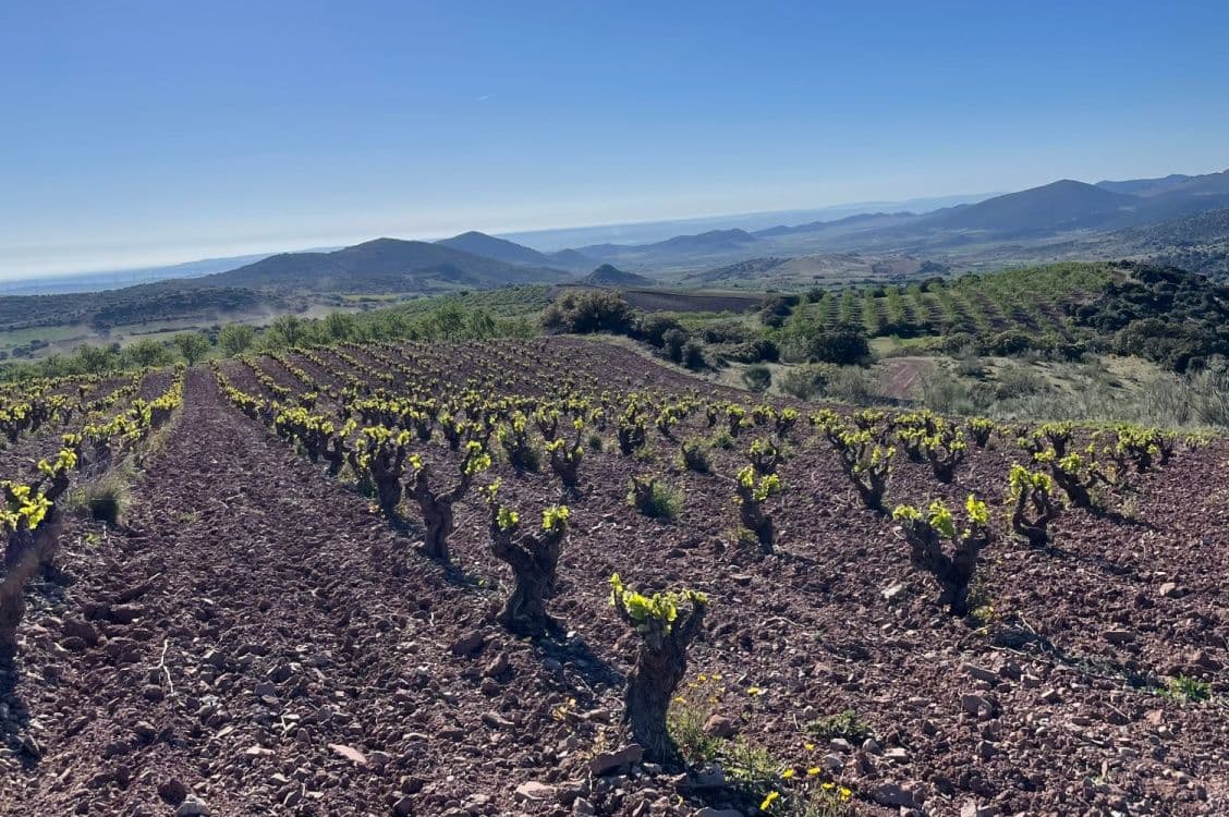 Campo de Borja DO – the ‘empire of terroir-driven old vine Garnacha’