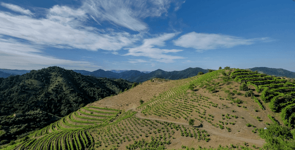 Discovering the terroirs behind Torres’ future Antologia wines