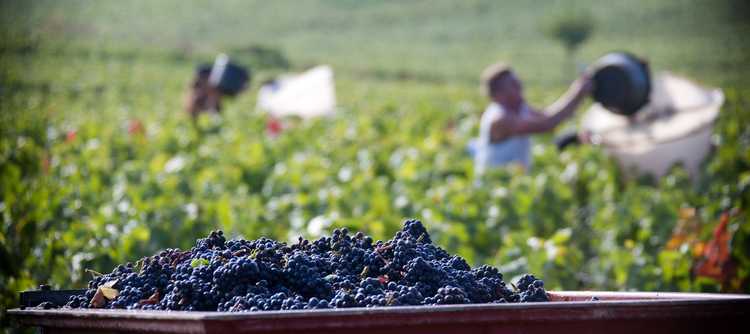 BIVB’s François Labet on what to expect from Bourgogne Week
