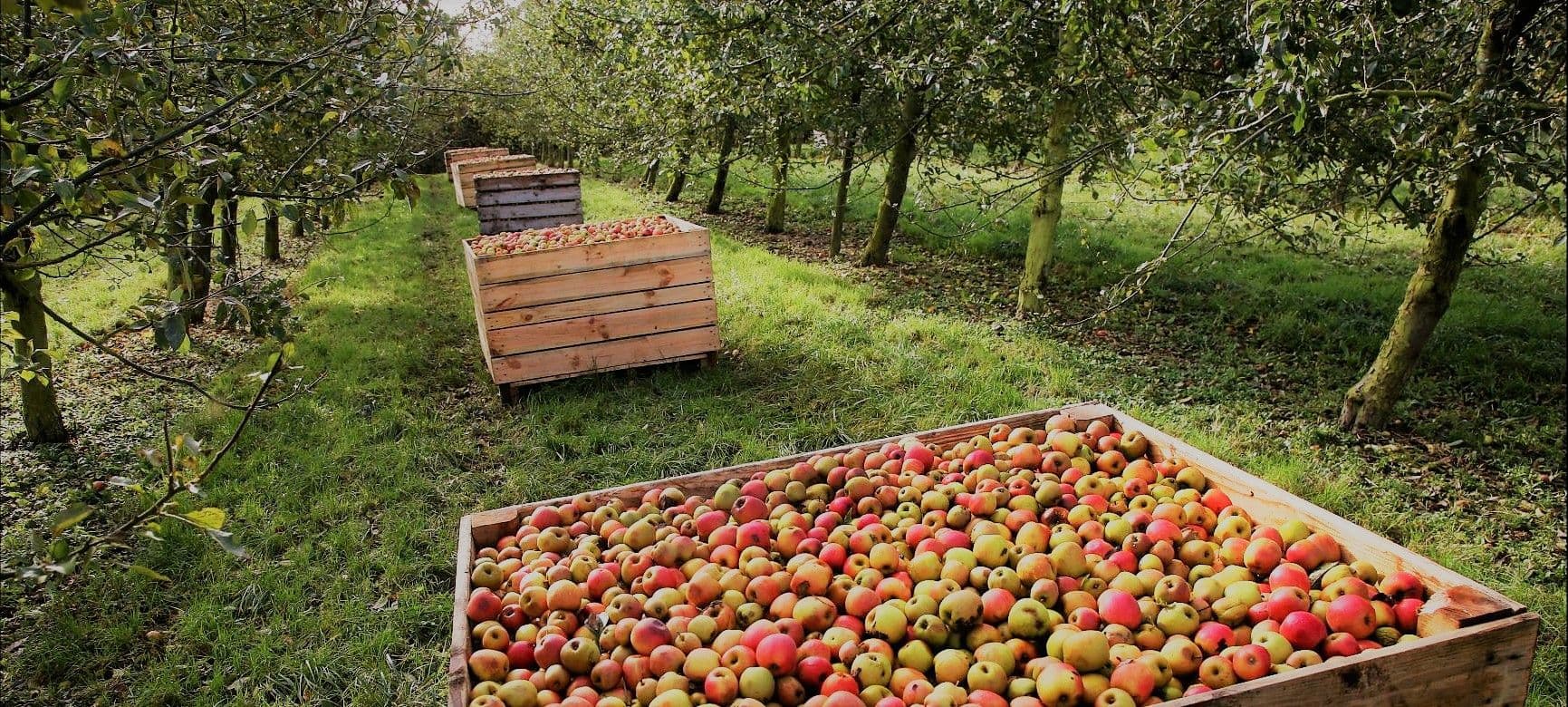 World Calvados Week: what to know about apples & Calvados