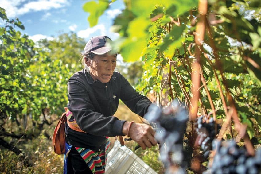 IWSC 2019: Canada, China & England shine in awards