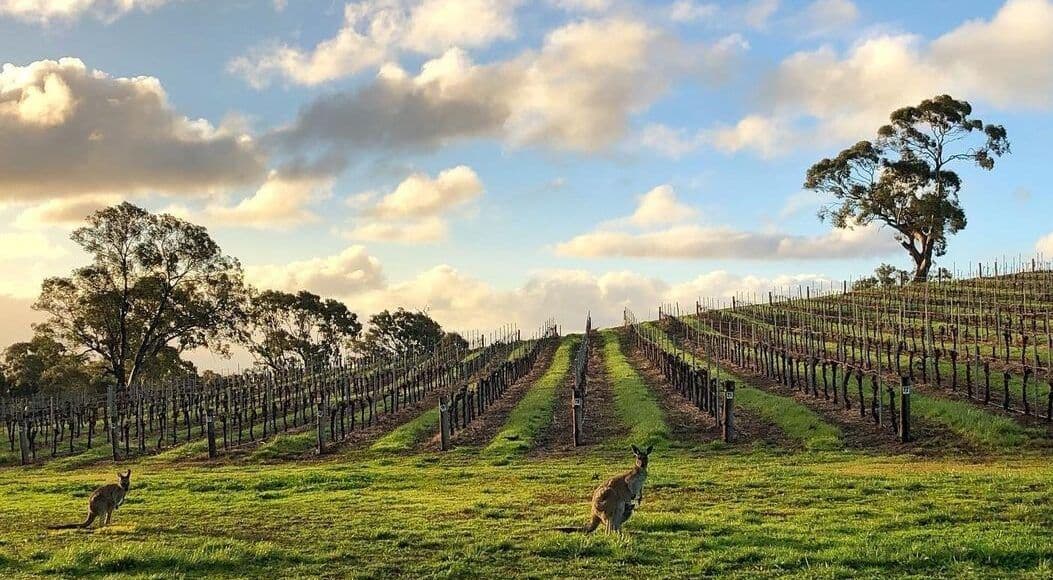 How Grenache is bouncing back in Barossa and McLaren Vale