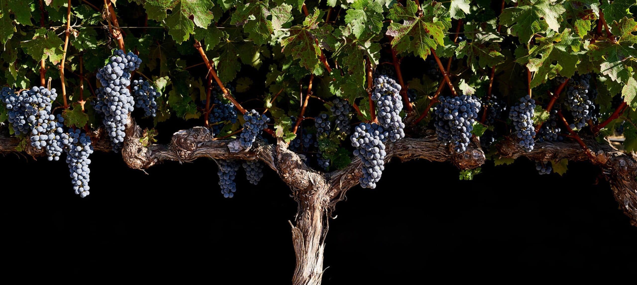 How Pol Roger Portfolio is one of UK’s key Napa wine suppliers
