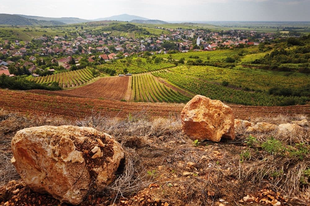 Caroline Gilby on celebrating all of Hungary at Furmint February