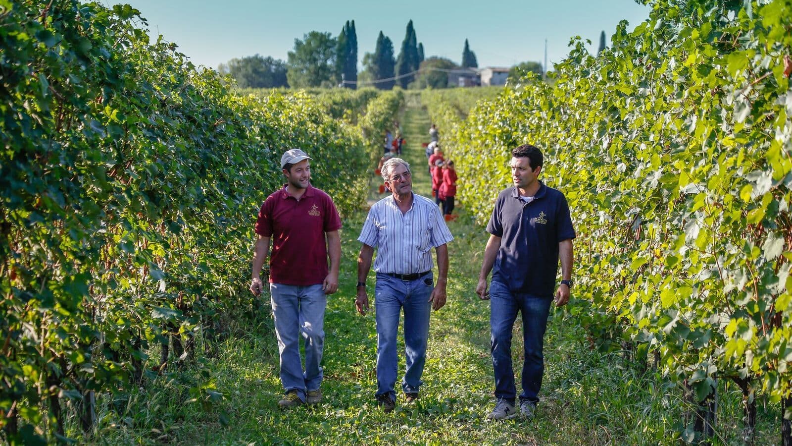 How Burgundy is aped by Lugana Riservas and Bardolino reds