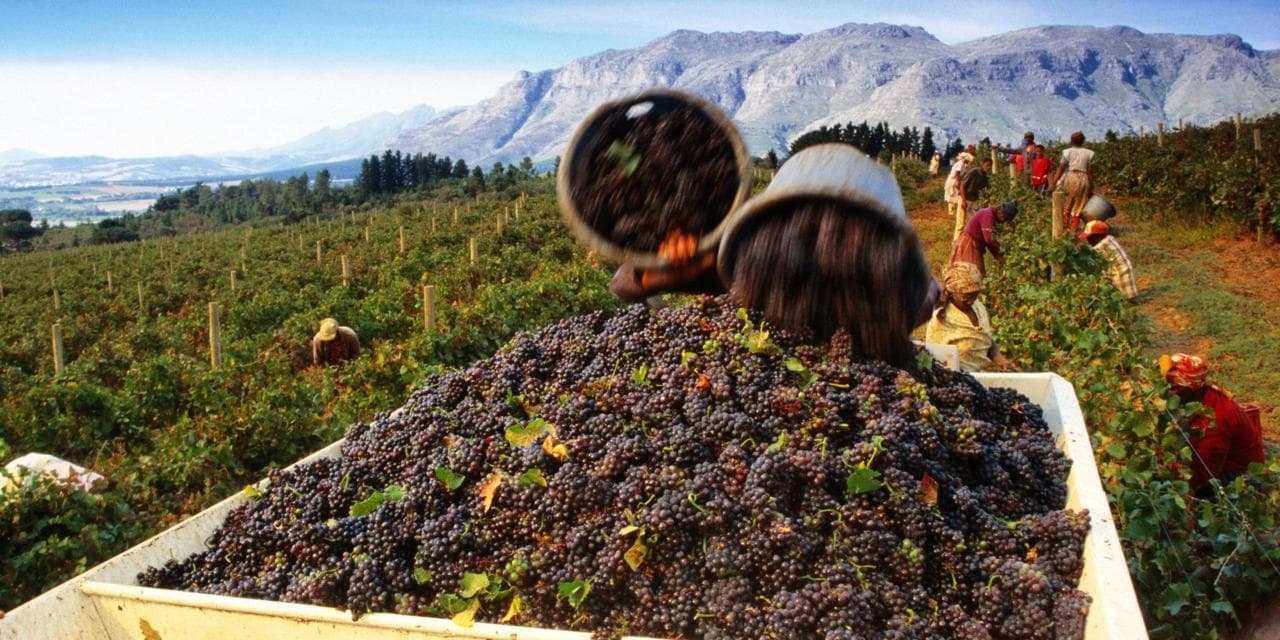 Spotlight falls on London’s first bulk wine show