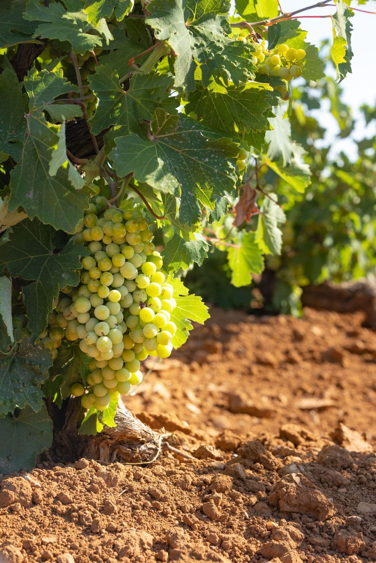 Meet Greece's Savatiano & the four expressions of climate that shape it