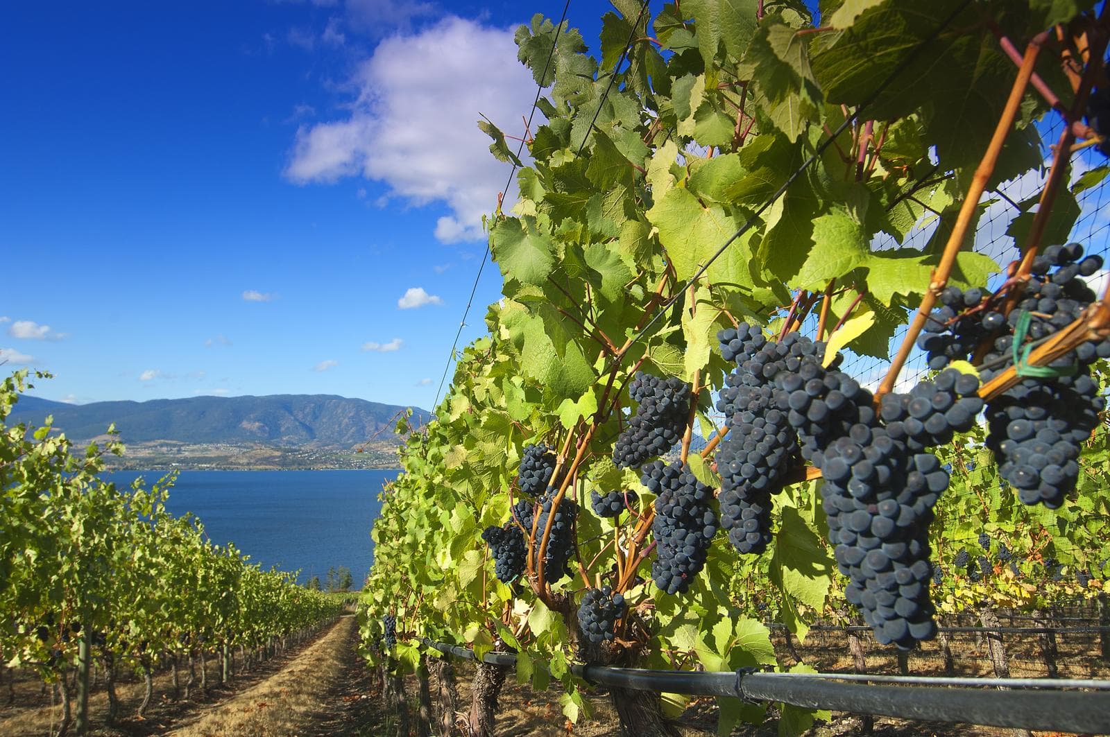 The producers taking Okanagan Valley around the world