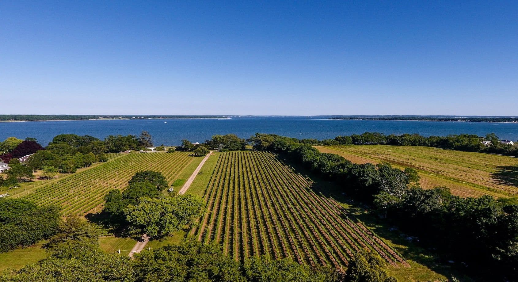 Jamie Goode: 10 things you need to know about New York wines