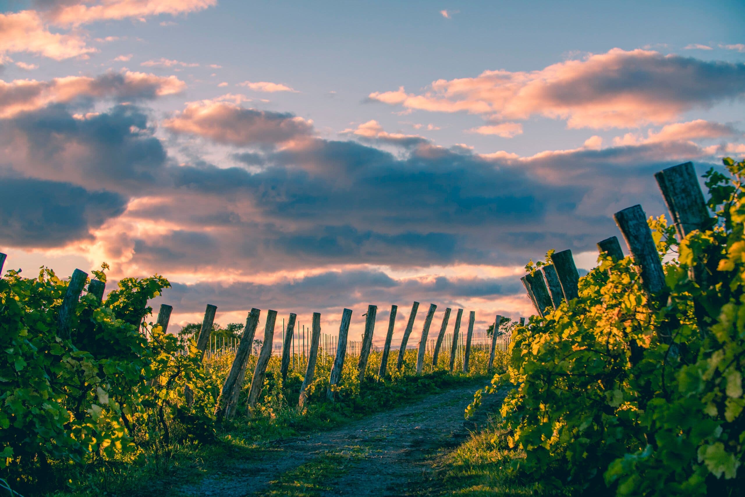 Why the Swedish wine movement is only going to get bigger