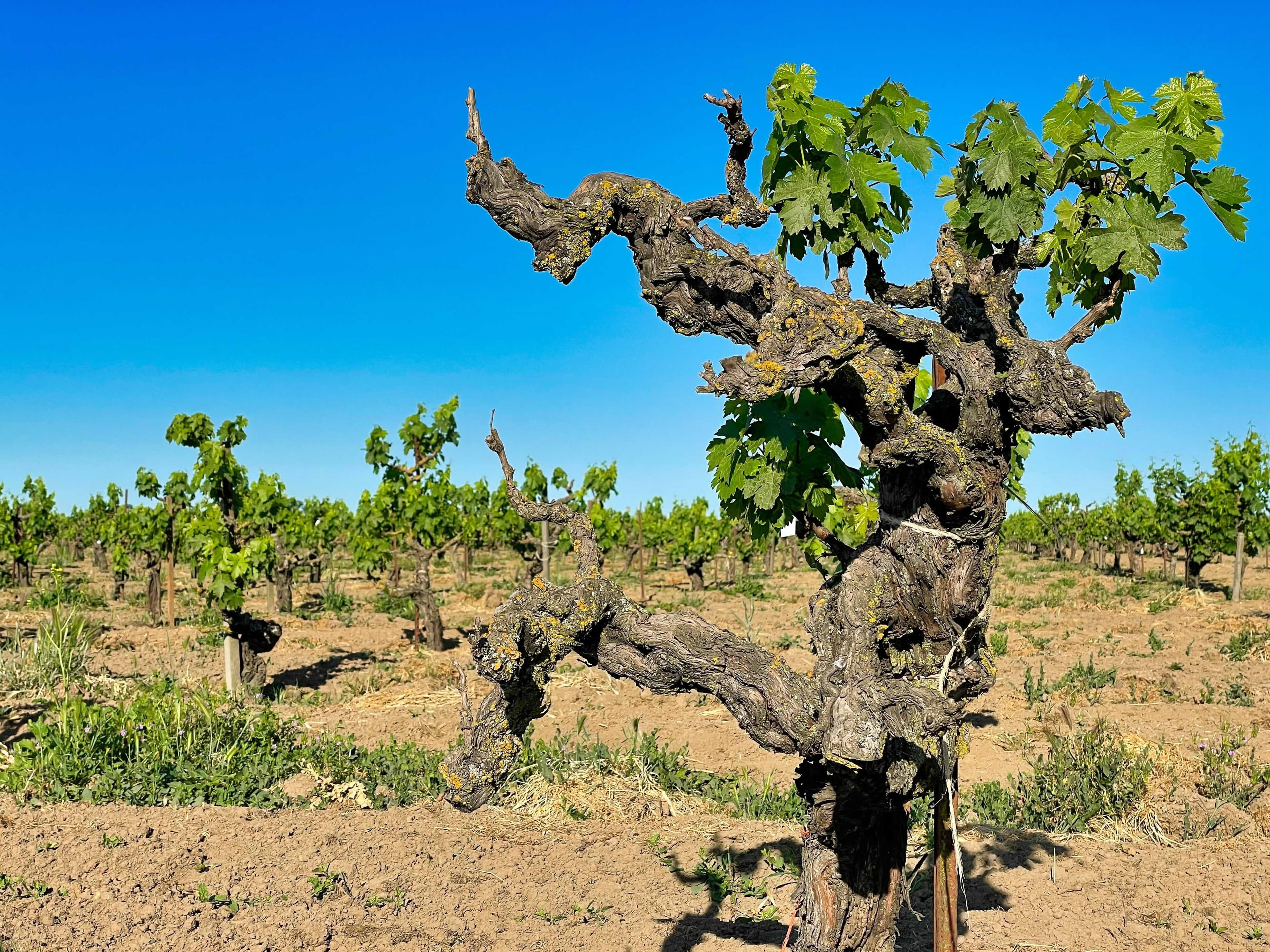 What impact Old Vine Seal can have on world’s oldest vineyards